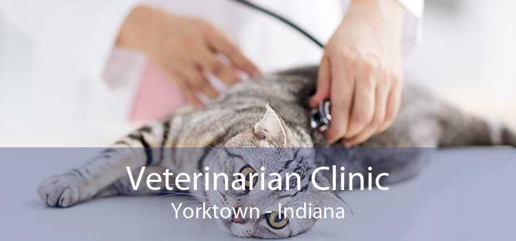 Veterinarian Clinic Yorktown - Indiana