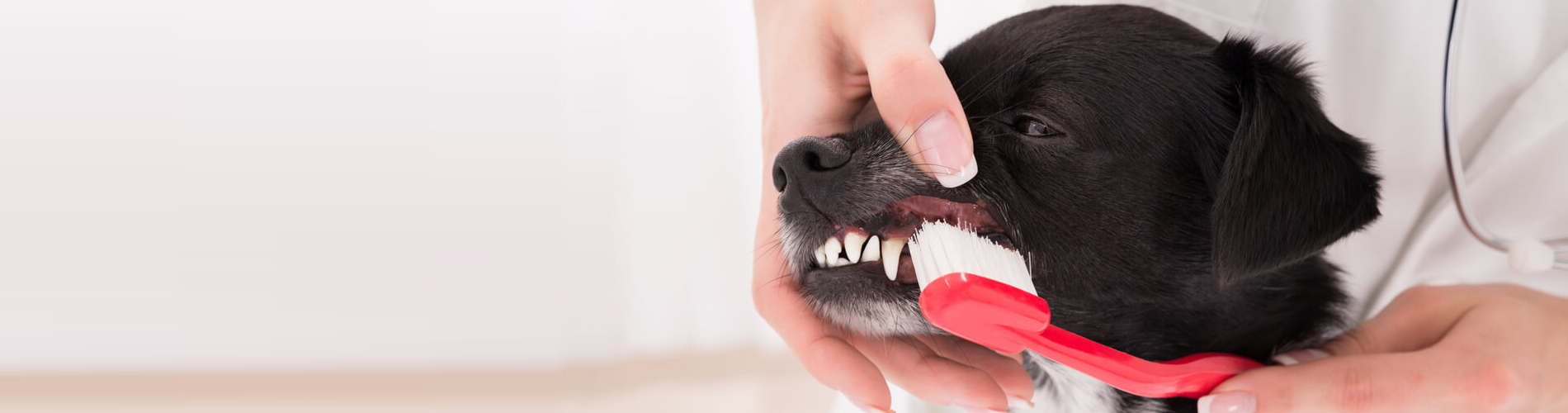 Dog Dentist Griffith Dog Dental Hygiene Clinic Near Me