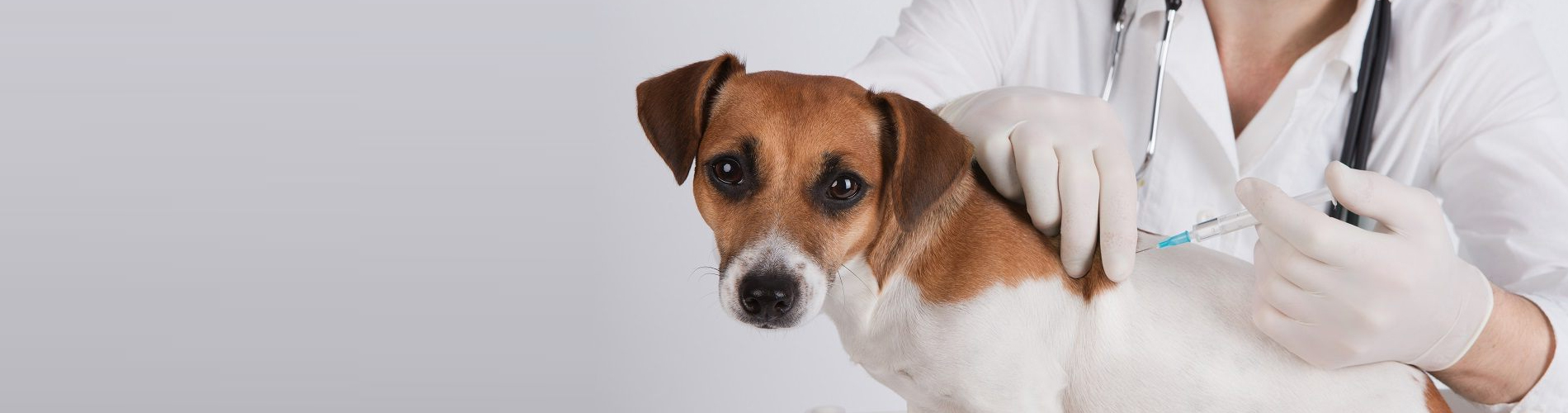 Dog Vaccinations Strawberry Plains Low Cost Dog Vaccinations Near Me