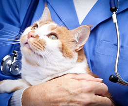 animal hospital in Peru