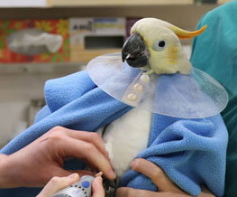 Bird Vet in Angola