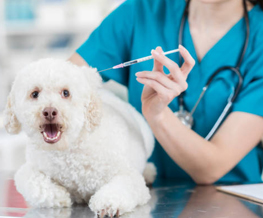 dog vaccinations in Franklin
