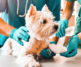 emergency vet in Franklin