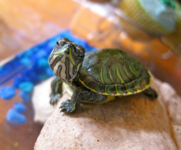 reptile vet in Franklin
