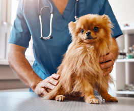 spaying and neutering in Franklin