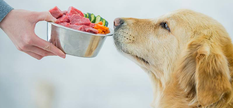 animal hospital nutritional consulting in Huntington