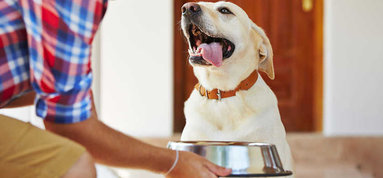 animal hospital nutritional counseling in 