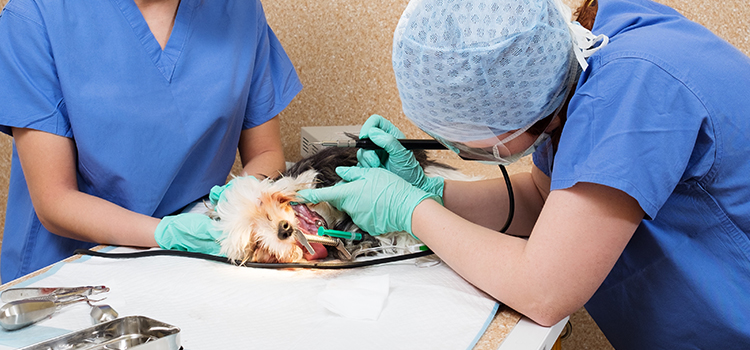  animal hospital veterinary surgical-process