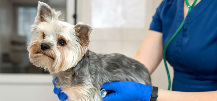 pet emergency clinic