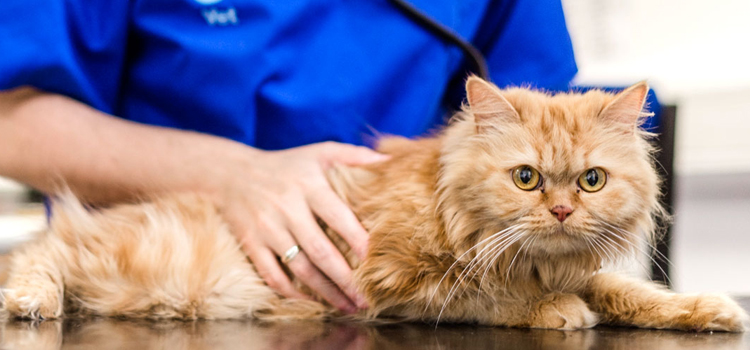 pet emergency operation in Elkhart