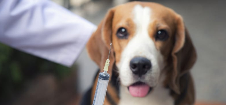 dog vaccination dispensary