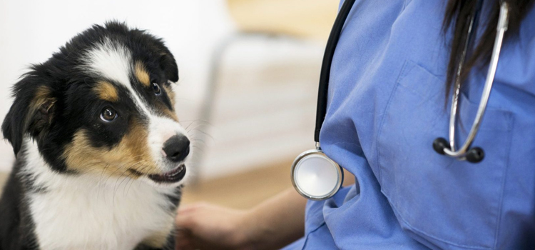 24/7 Vet Emergency Vet procedure in Franklin