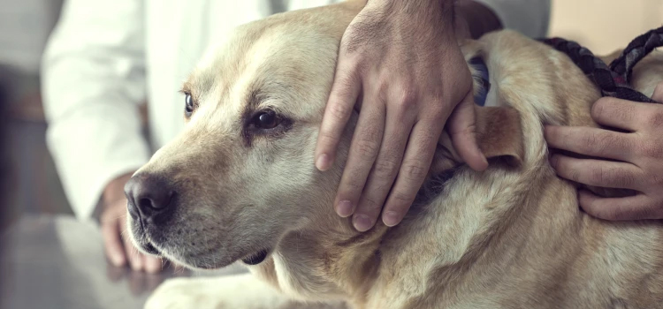 Dog Euthanasia Drugs procedure in Nashville