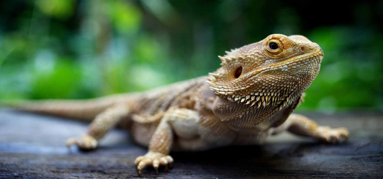 Reptile Vet - 24 Hour Reptile Vet Near Me