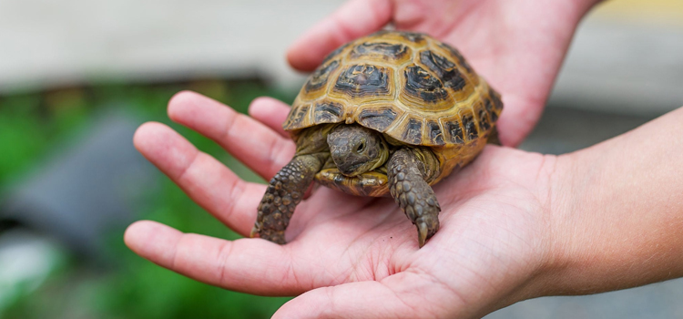  vet care for reptiles surgery in Notre Dame